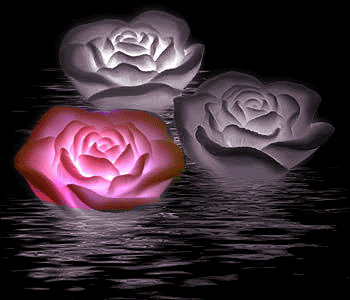 Dancing roses Pictures, Images and Photos