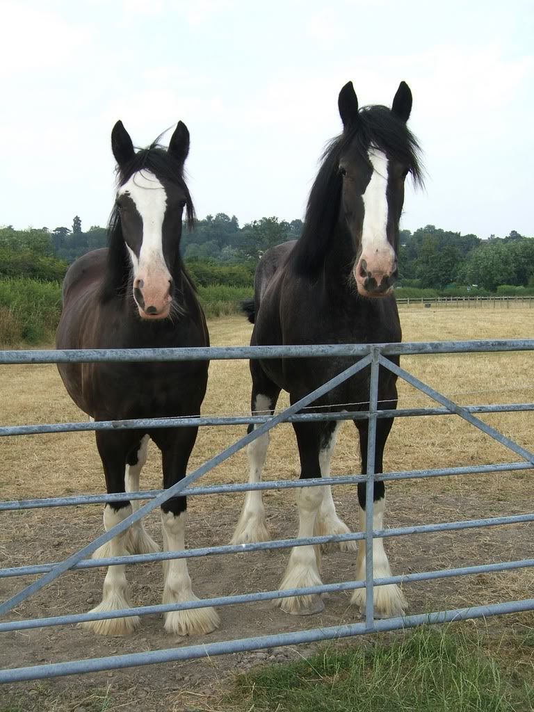 bay shire foal