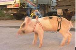 Piglet Piglet