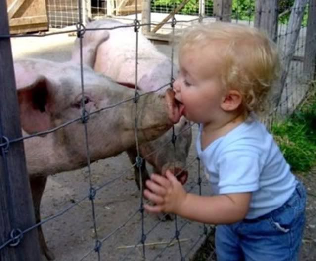 Swine-flu swine-flu