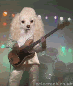 poodle rock