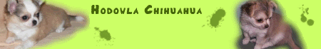 Jan-Chi-Da  hodowla piesków rasy chihuahua