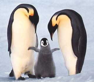 Penguin Parents and Chick