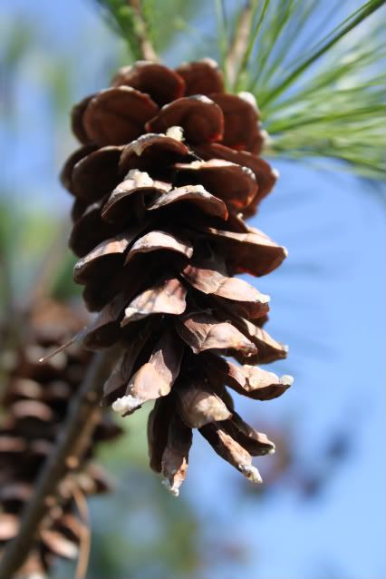 IMAGE: http://i217.photobucket.com/albums/cc60/19_jesse/022-1-1.jpg