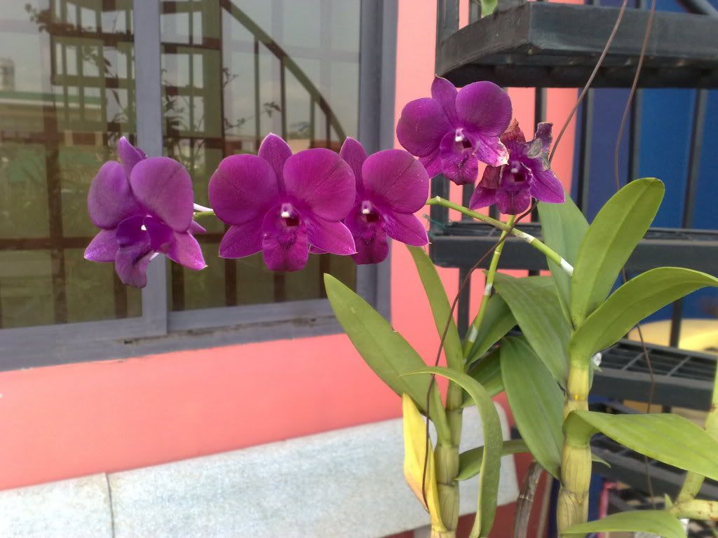 topic về những hình ảnh chụp bằng điện thoại di động - 4