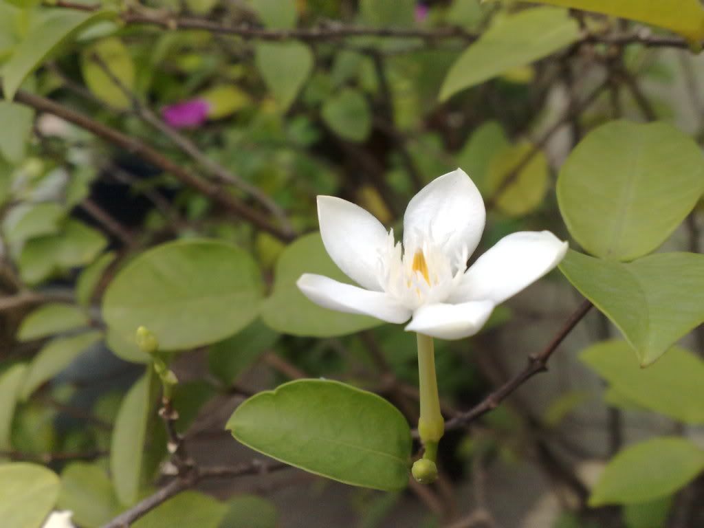 topic về những hình ảnh chụp bằng điện thoại di động - 5