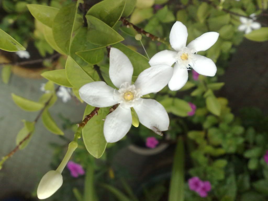 topic về những hình ảnh chụp bằng điện thoại di động - 6