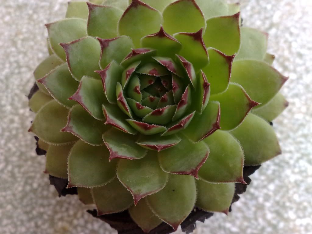 topic về những hình ảnh chụp bằng điện thoại di động