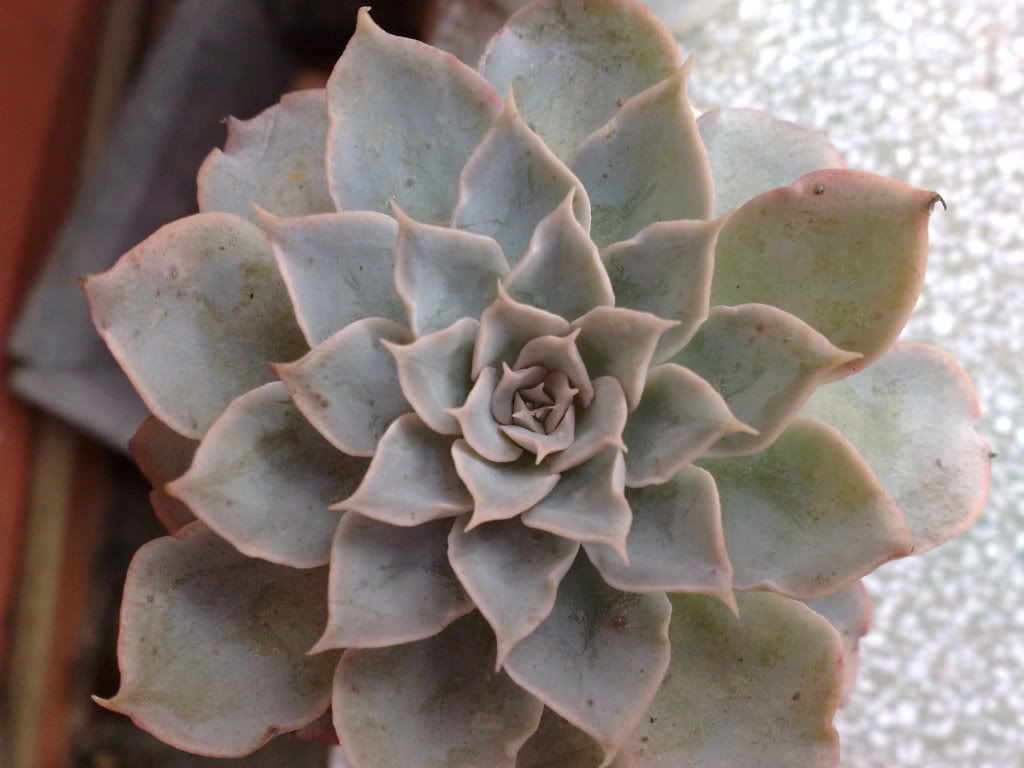 topic về những hình ảnh chụp bằng điện thoại di động - 1