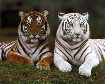 Tiger Brothers