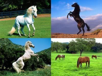 wallpaper horses. AR Horses Wallpapers