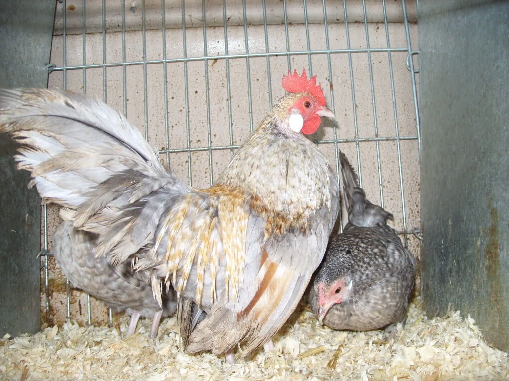 Vorwerk Poultry