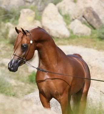 http://i217.photobucket.com/albums/cc82/Dalana_Notafji/Gifs/Animals%20and%20Nature/Horses/Arabian-H12.jpg