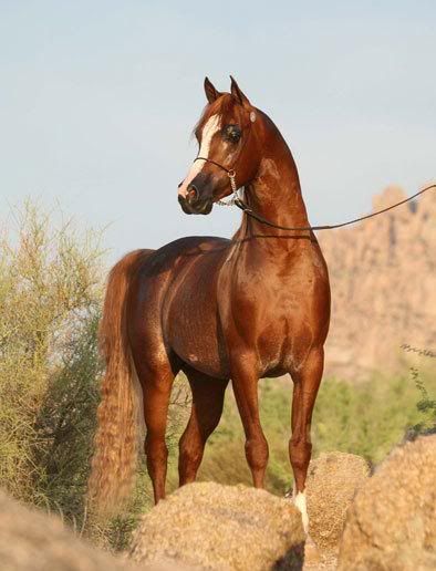 arabian horse wallpaper. A Arabian Horse Wallpaper of a