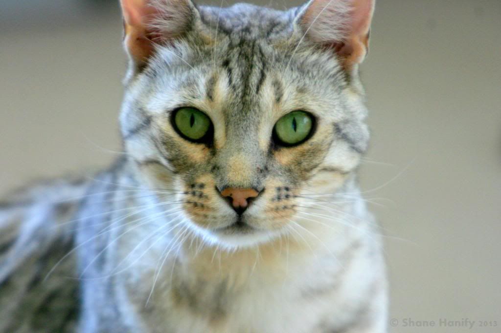 IMAGE: http://i217.photobucket.com/albums/cc83/low_orbt/IMG_3307_zpsafa0df1e.jpg