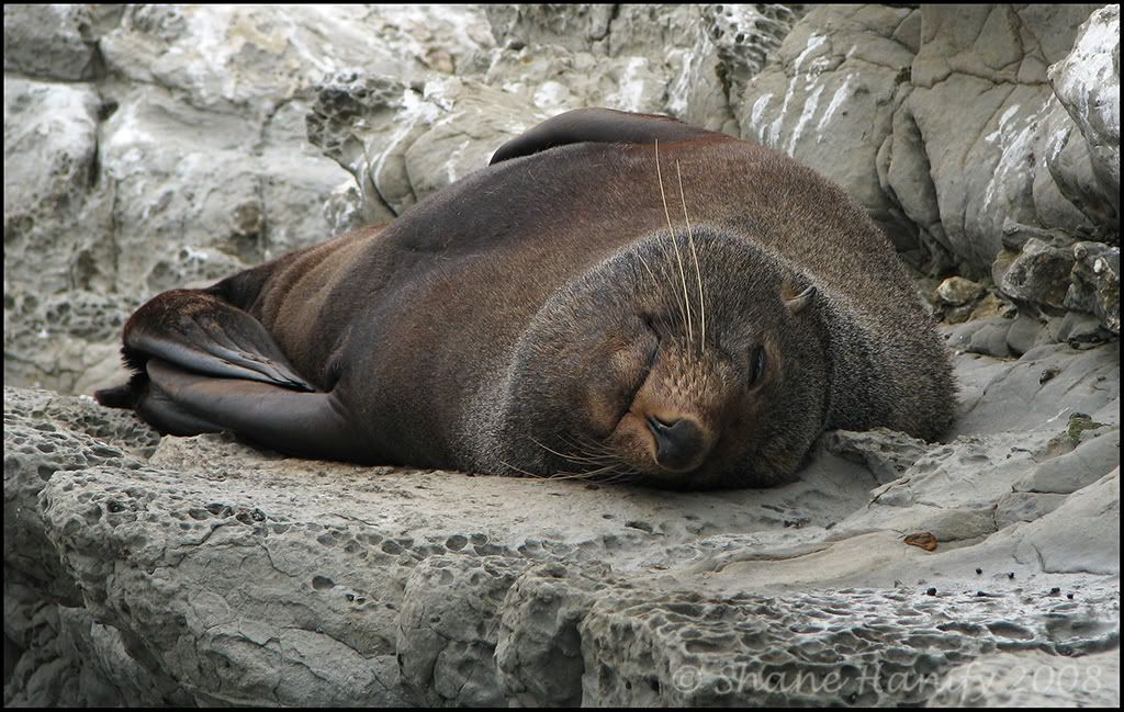 IMAGE: http://i217.photobucket.com/albums/cc83/low_orbt/LazySeal.jpg