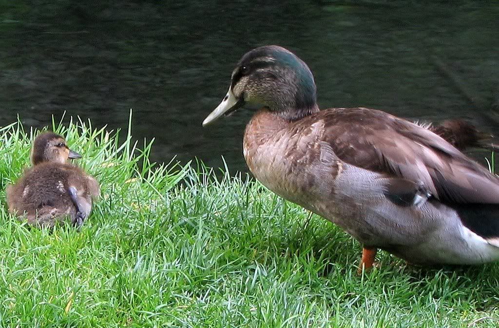 IMAGE: http://i217.photobucket.com/albums/cc83/low_orbt/ducks.jpg