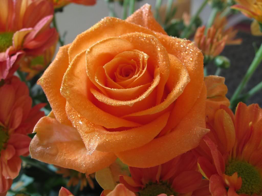 orange rose Pictures, Images and Photos