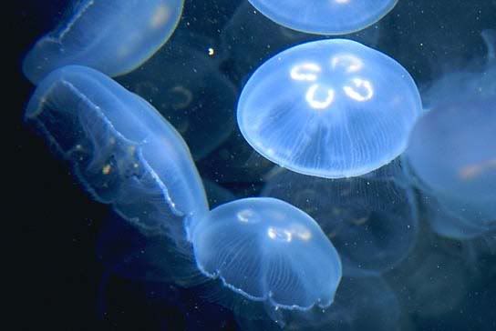 Blue Moon Jellyfish