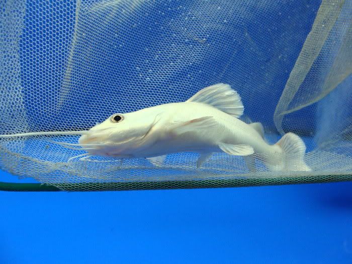 Super Rare Platinum Red Tail Catfish For Sale!