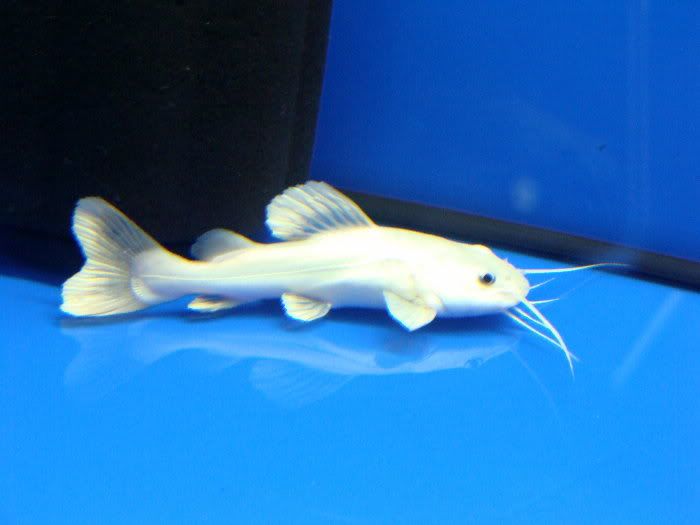 Super Rare Platinum Red Tail Catfish For Sale!