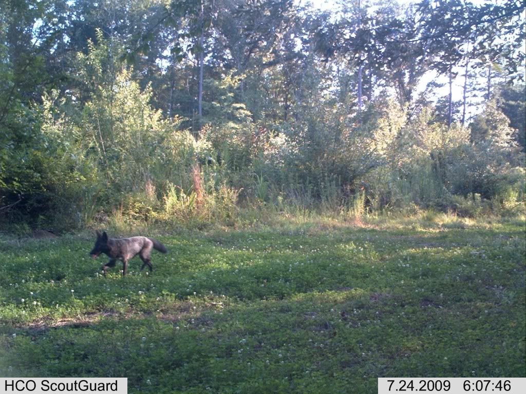 Melanistic coyote with a white-tipped tail | Natural History