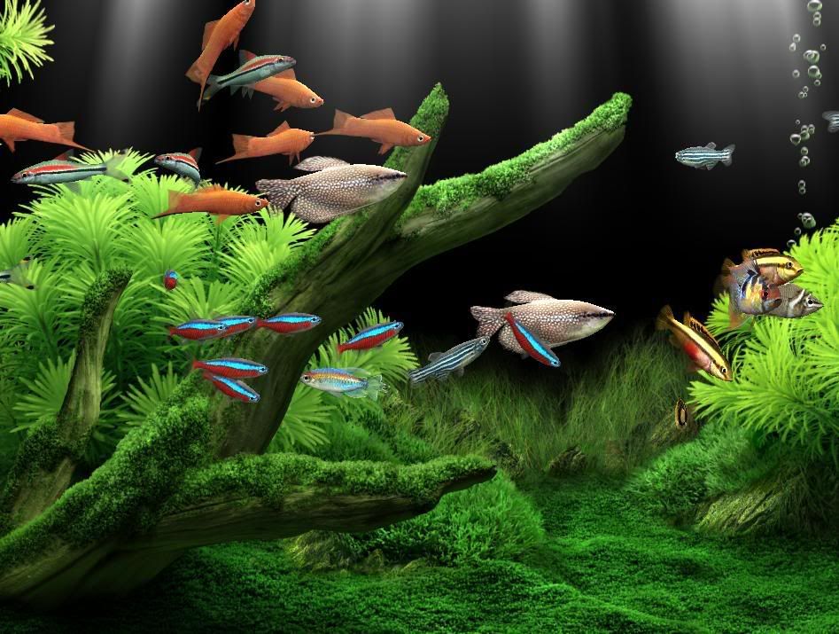 Dream aquarium screensaver cracked awesome app