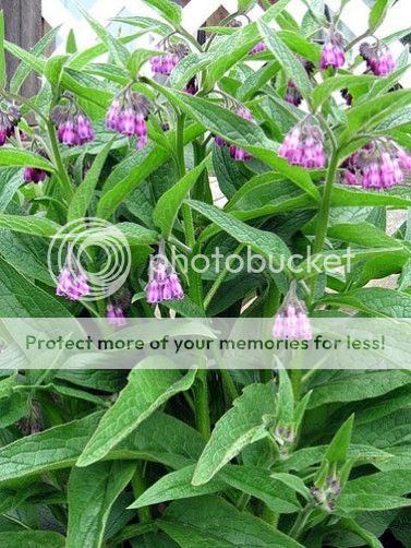 Comfrey   Premium Natural Loose Herb   1/8 Pound   