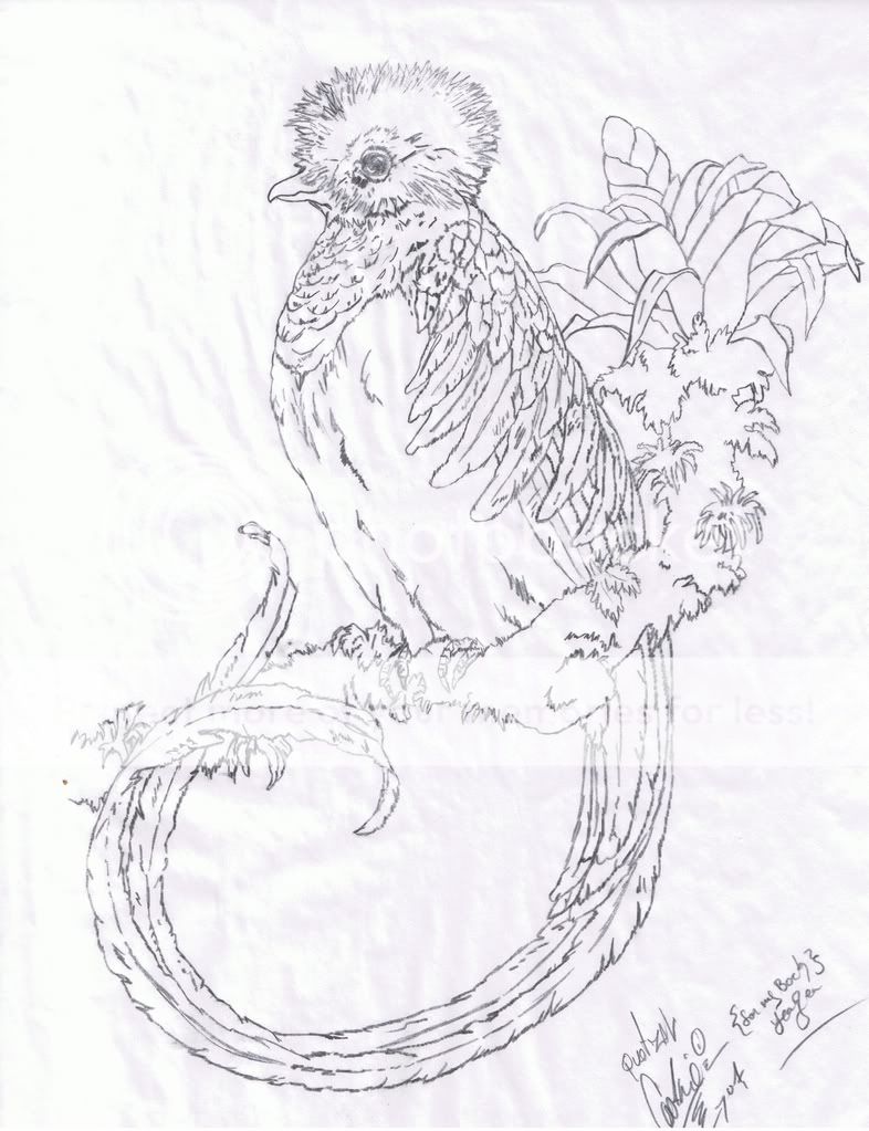 quetzals of guatemala coloring pages - photo #22