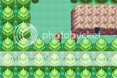 Pokémon Mystic Forest