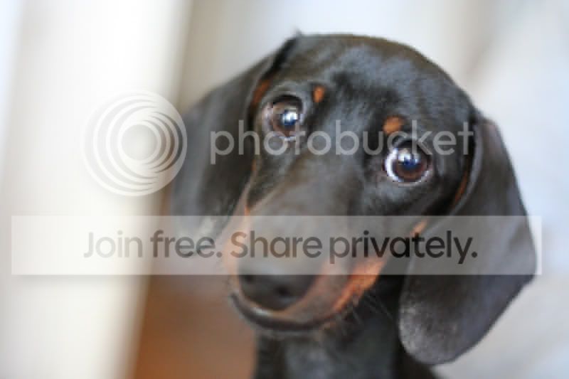 Photo Sharing and Video Hosting at Photobucket